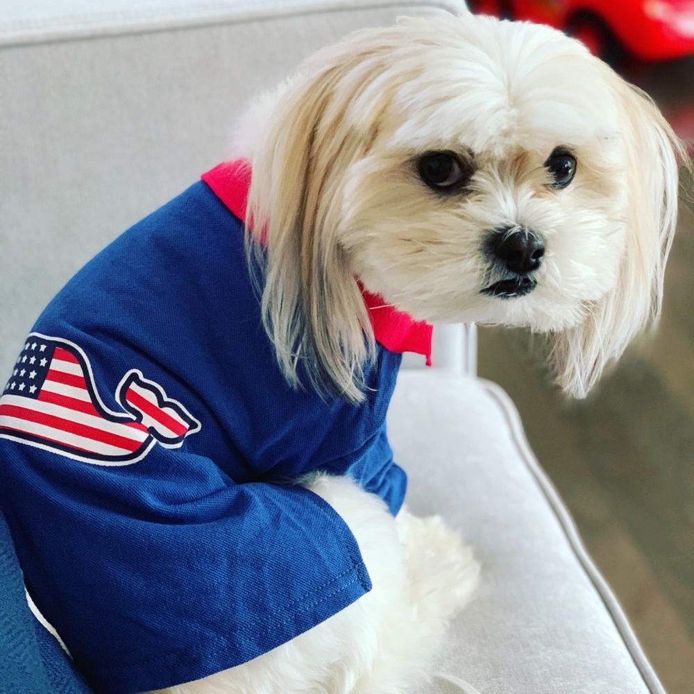 Meet your Posh Ambassador II, Louie 🐶